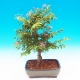 grewia_bonsai.jpg