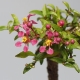 Květ Barbadorské třešeňe    