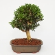  Buxus harlandii 290Kč