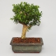 Buxus harlandii 195 Kč      