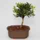 Buxus harlandii 175 Kč     