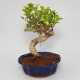 Ficus kimmen 290 Kč       