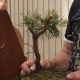 Zakrácená borovice     