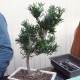 Podocarpus  