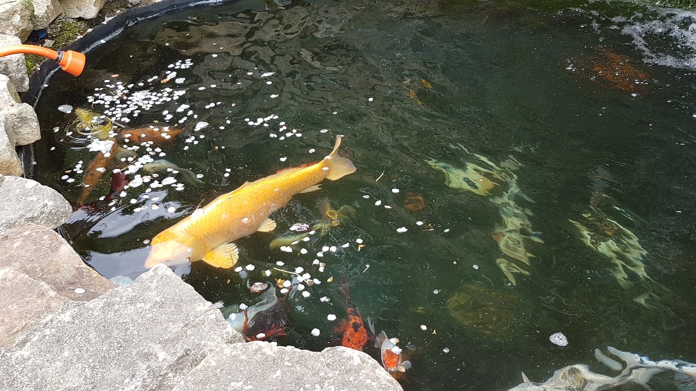 20200425_104928_copy_1008x567_1