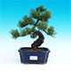 Nové pokojové bonsaje, vemnovní bonsaje