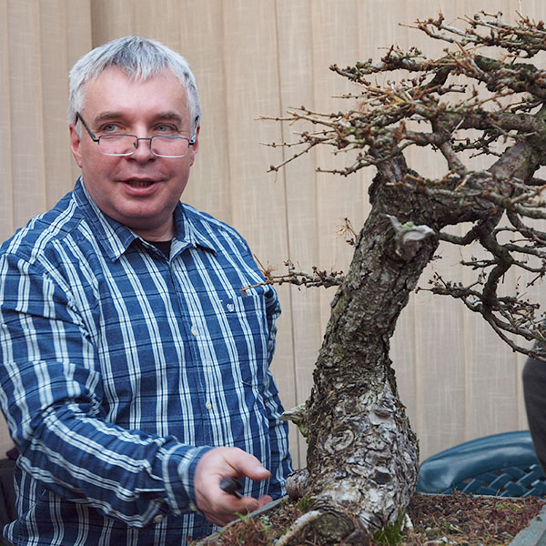 Tvarování bonsaji z modřínů